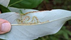Phyllocnistis magnoliella