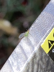 Macrosiphum