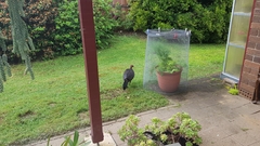 Alectura lathami lathami