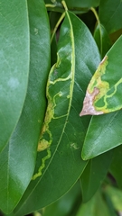 Phyllocnistis magnoliella