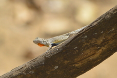 Urosaurus bicarinatus