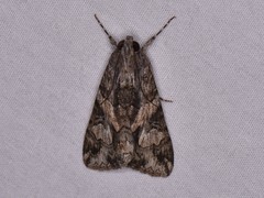 Melipotis jucunda