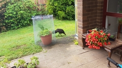 Alectura lathami lathami