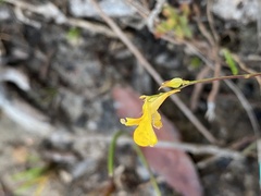 Utricularia juncea
