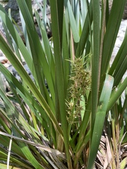 Lomandra hystrix