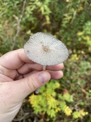 Lanatulae
