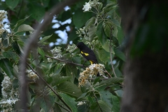Cassiculus melanicterus