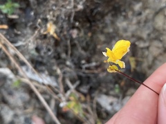 Utricularia juncea