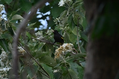 Cassiculus melanicterus