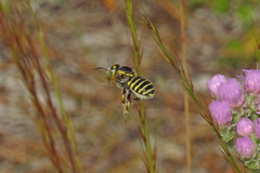 Trachusa fontemvitae