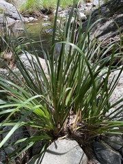 Lomandra hystrix
