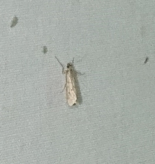 Blepharomastix haedulalis