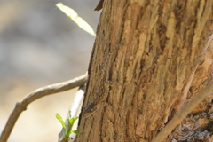 Urosaurus bicarinatus