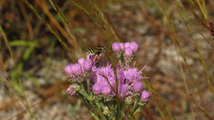 Trachusa fontemvitae