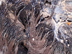 Stemonitis