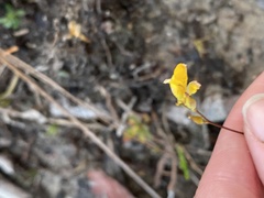Utricularia juncea