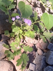 Phacelia scariosa