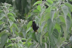 Cassiculus melanicterus