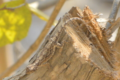 Urosaurus bicarinatus