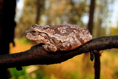 Hyla femoralis