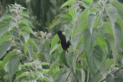 Cassiculus melanicterus