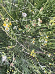 Chloracantha spinosa