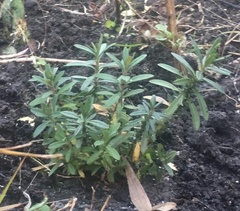 Hypericum prolificum