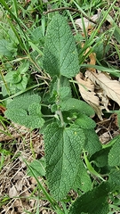 Teucrium scorodonia