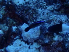 Labroides dimidiatus