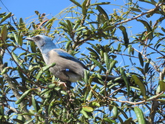 Aphelocoma coerulescens