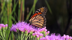 Danaus plexippus plexippus