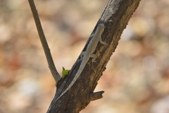 Urosaurus bicarinatus