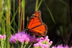Danaus plexippus plexippus