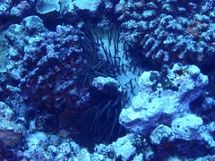 Acanthaster planci