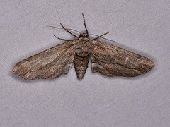 Holochroa dissociarius