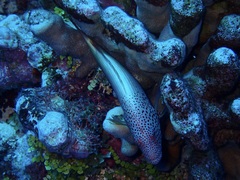 Paracirrhites forsteri