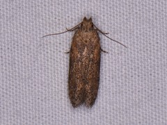 Hypatima