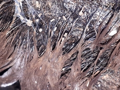 Stemonitis