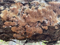 Radulomyces