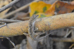 Anolis nebulosus