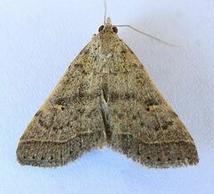 Bleptina caradrinalis