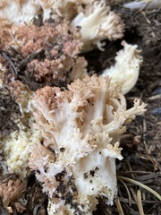 Ramaria botrytis