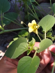 Physalis crassifolia