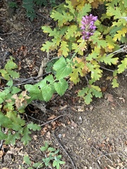 Agastache pallidiflora