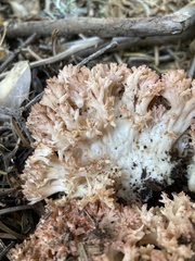 Ramaria botrytis