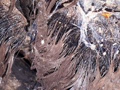 Stemonitis