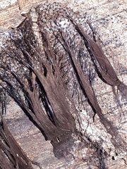 Stemonitis