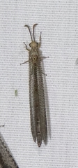 Brachynemurus