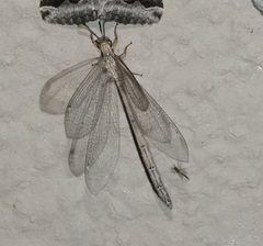 Brachynemurus