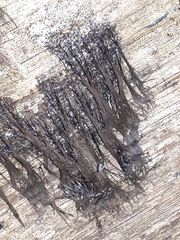 Stemonitis